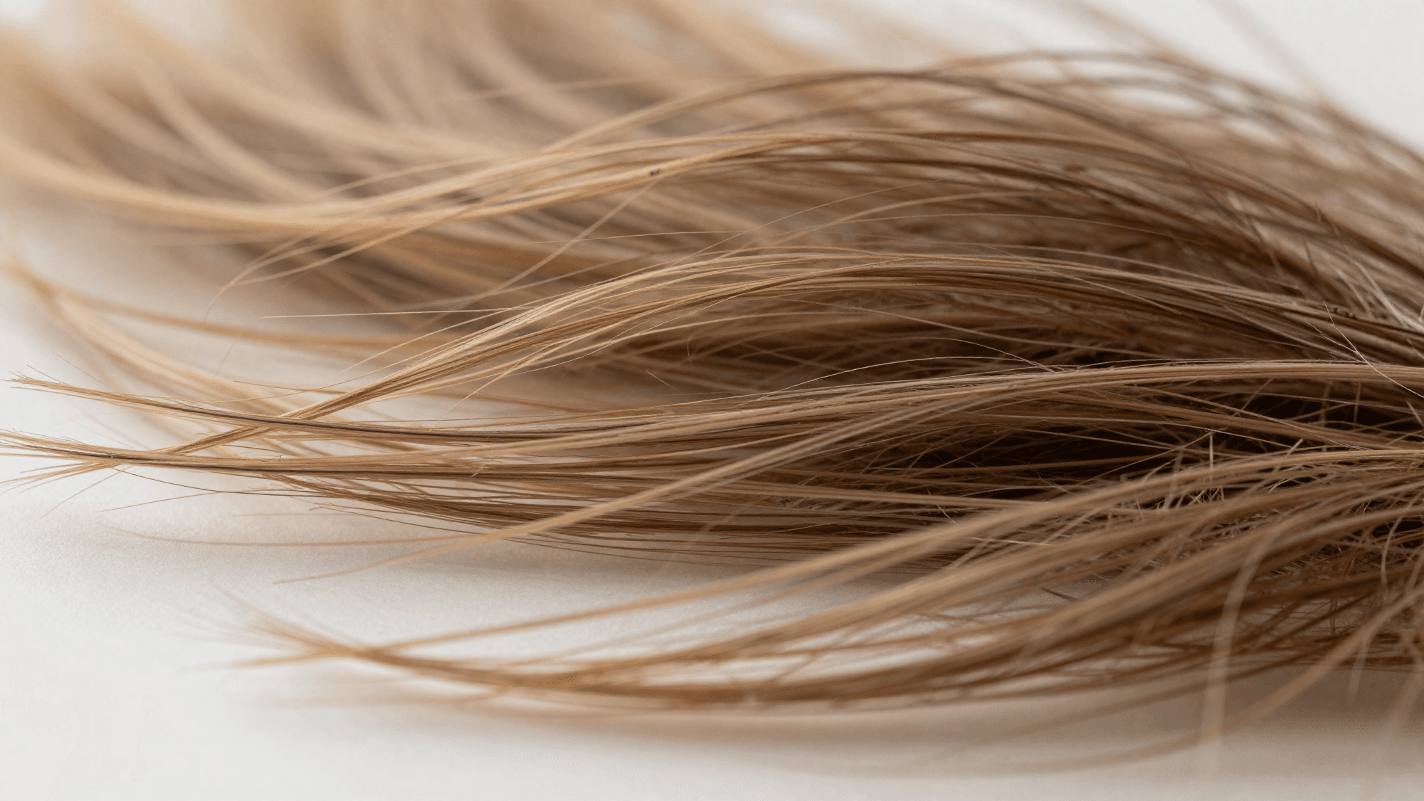 Fios de cabelo saudáveis em foco macro, representando a durabilidade dos folículos transplantados